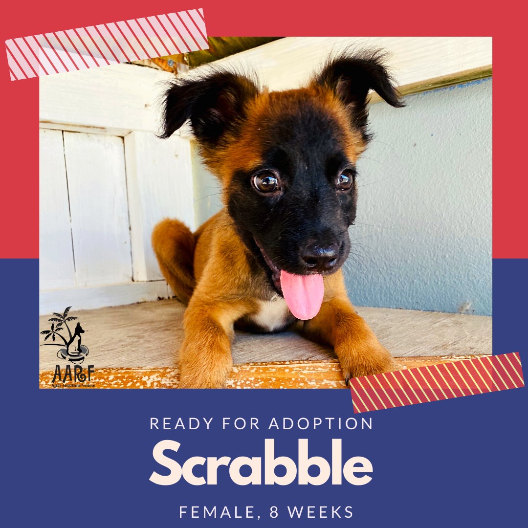 AARF Anguilla - New puppies are ready for adoption!... | Facebook