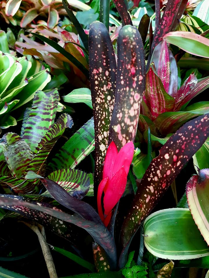 Billbergia 'Berry blast' By Lisa Vinzant