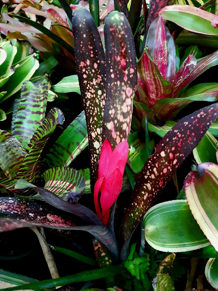 Billbergia 'Berry blast' By Lisa Vinzant
