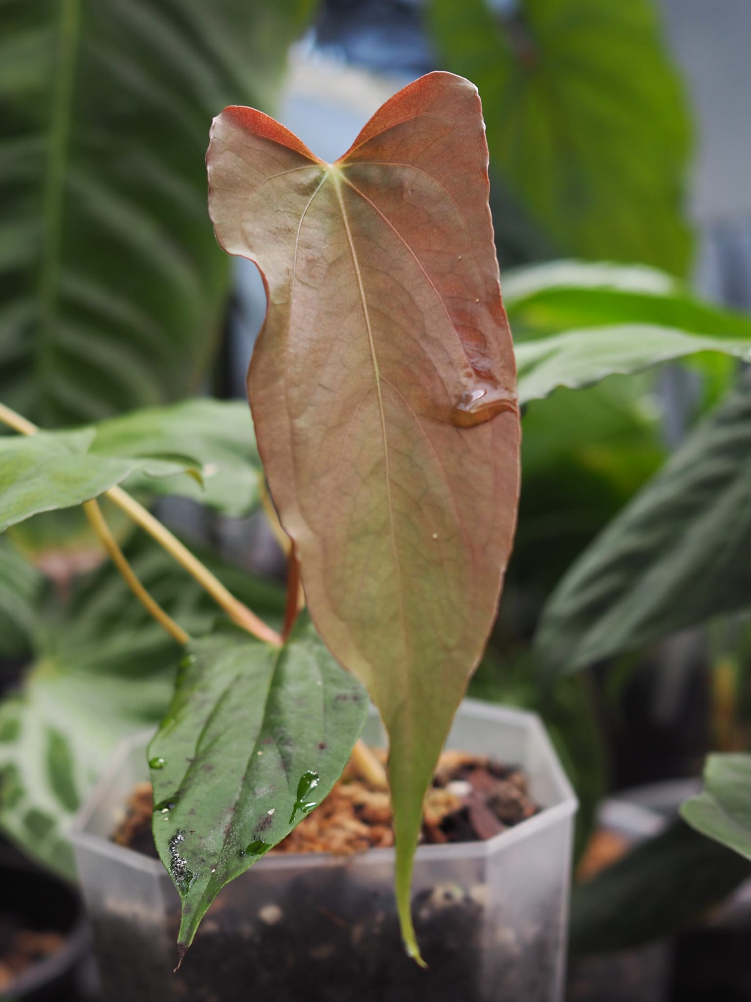 Anthurium RVDP x Ralph Lynam??