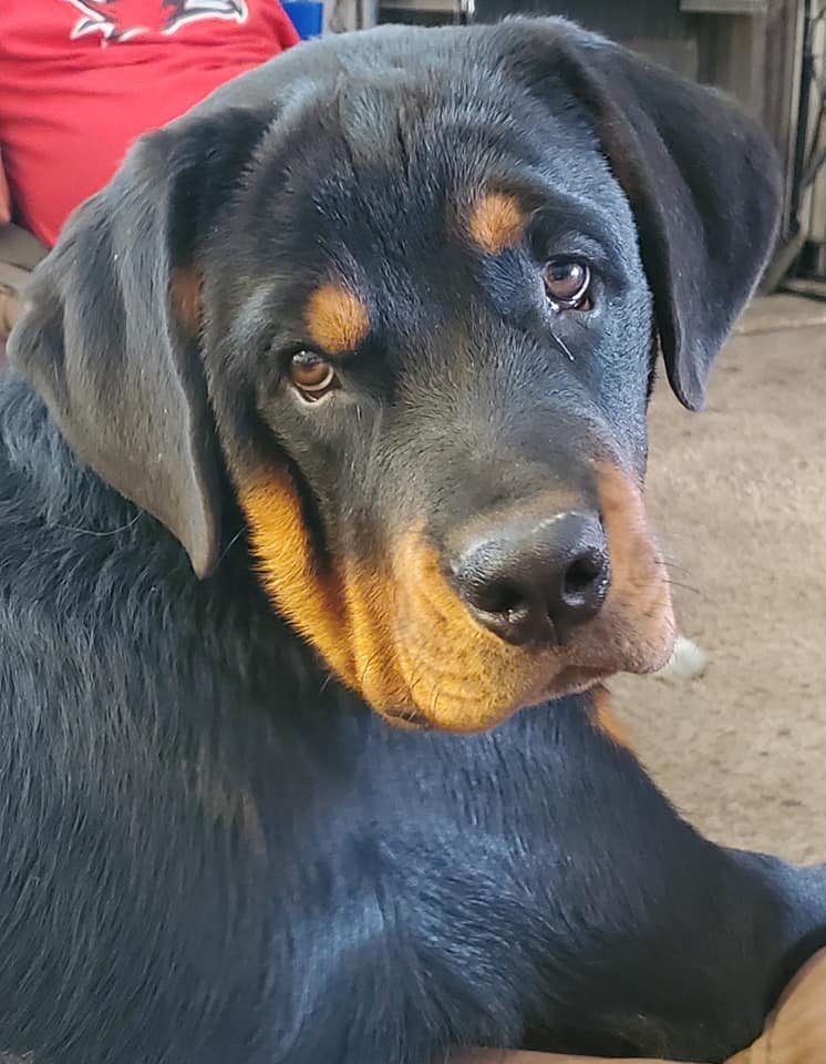 Marshall's... - Marshall's Rottweilers of Southeast Missouri