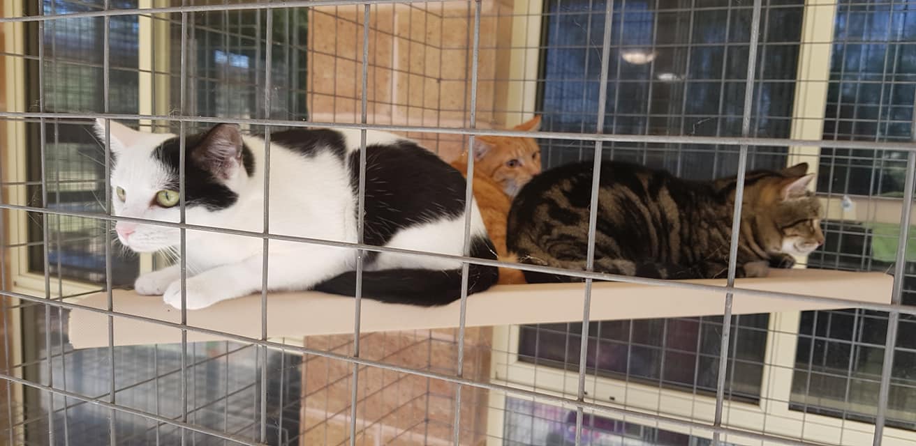 The Kitty Ritz - A family of 3, Simba, Sushi and Cleo... | Facebook