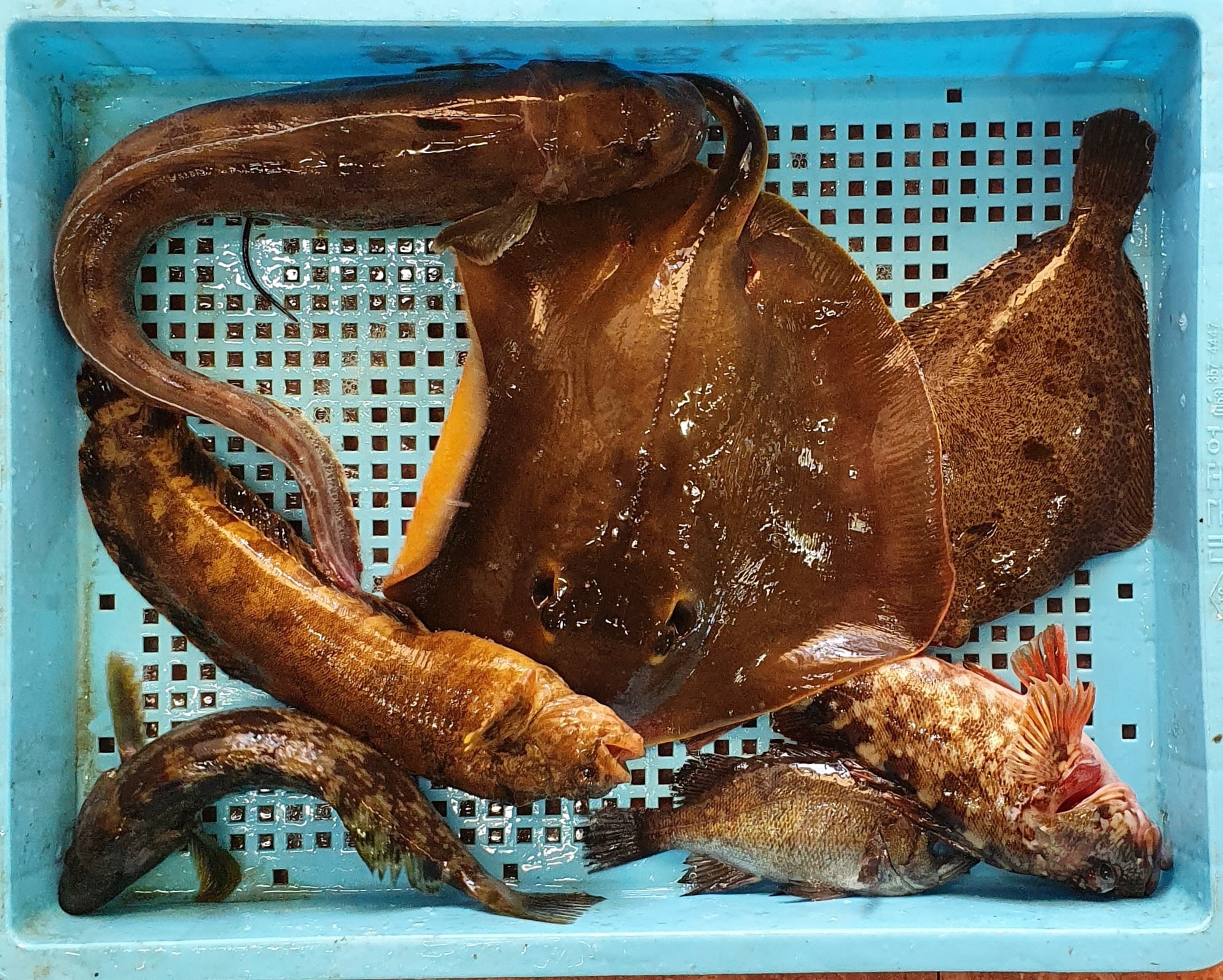 진해만어부 - 노랑가오리, 담배도다리, 쏨뱅이, 볼락, 쥐노래미, 괴도라치, 등가시치(시계방향) 이렇게... | Facebook
