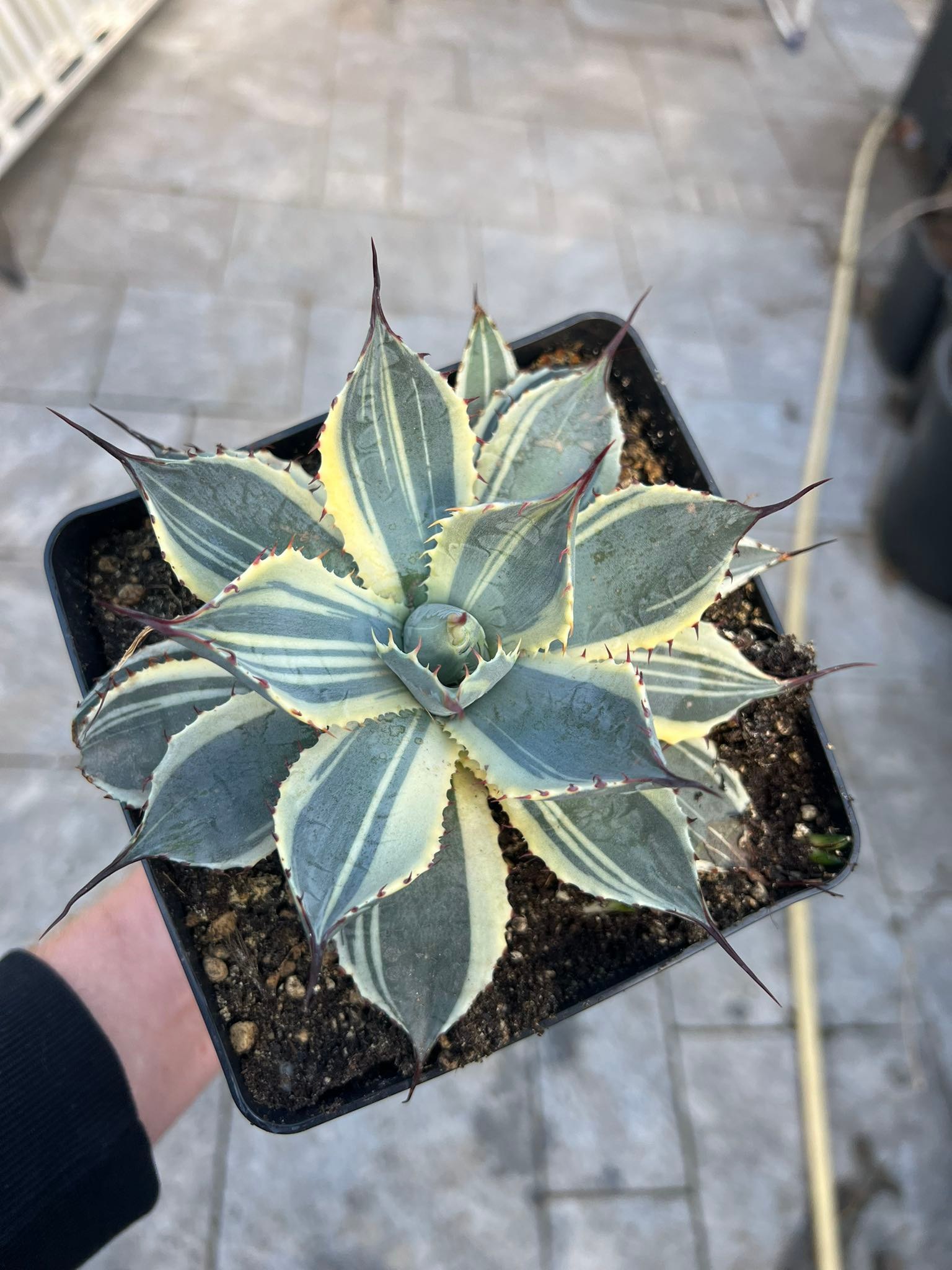 Agave parryi 'Stripes' from down under