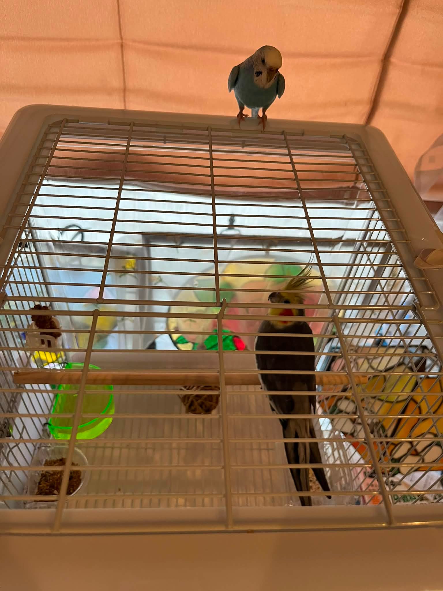 インコ家族様オーダー品 インコ家族様オーダー品 インコ家族様オーダー