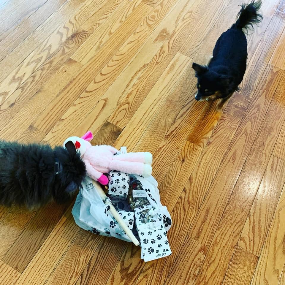 Poochey Chef - Our delivery pups are happy too ! Here’s...