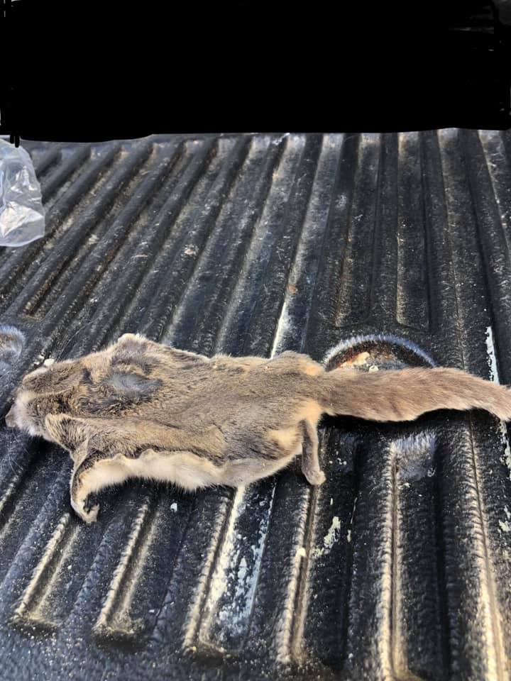 Palmyra- rats in the... - Sipple & Son Pest Control, LLC