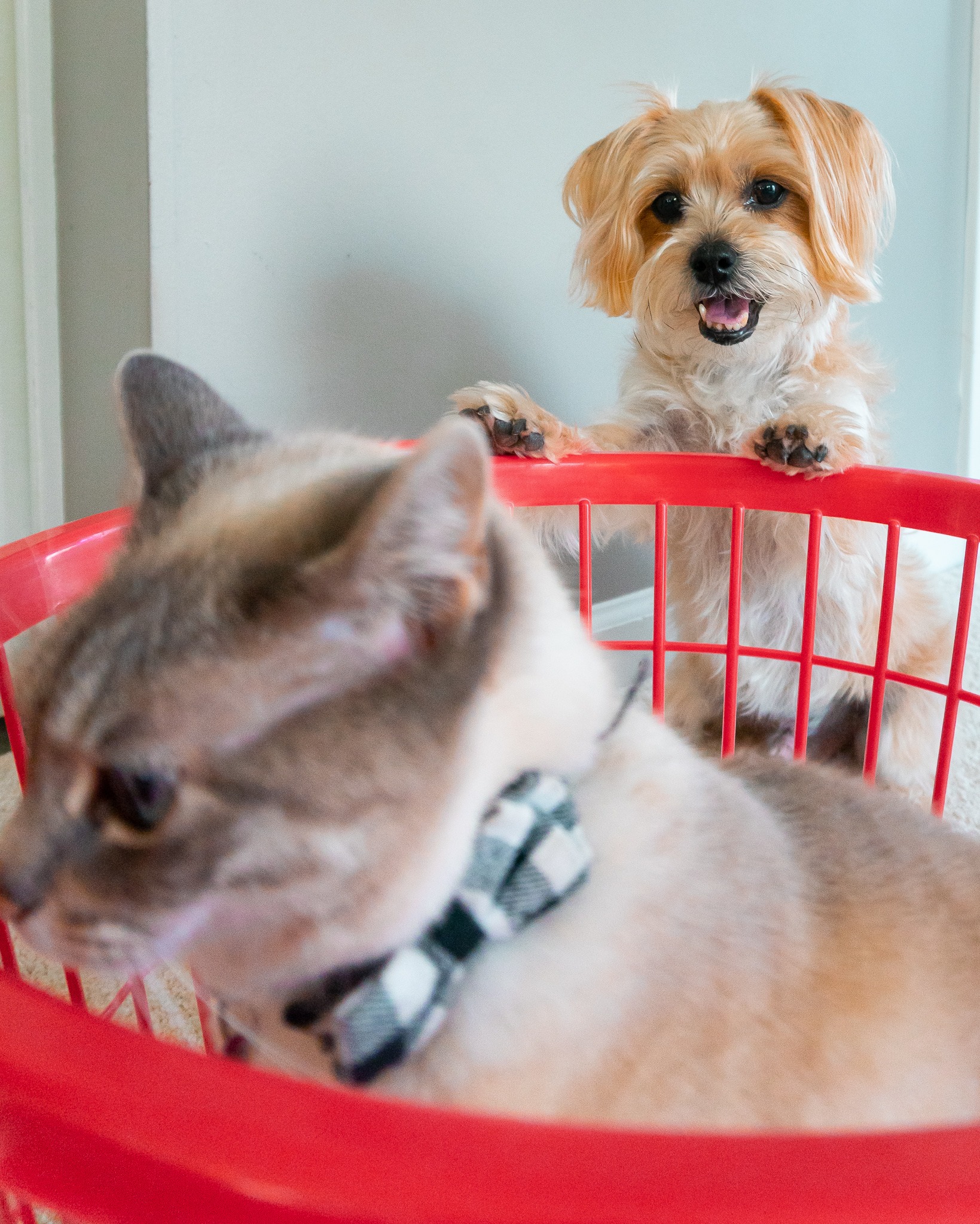 Rambo - how to catch a cat: step 1) put a basket 🧺on the floor step 2 ...