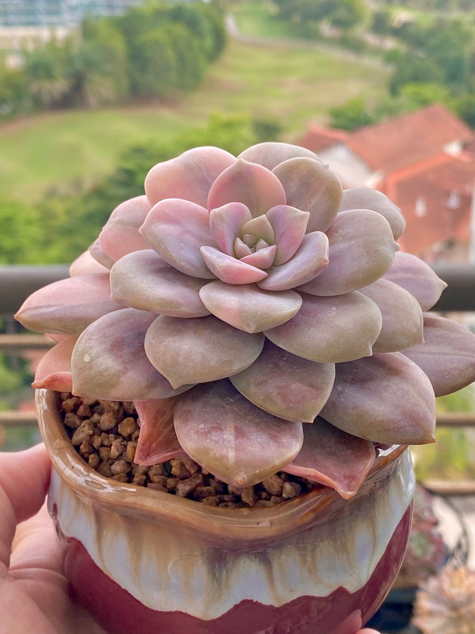 🆔 华丽风车锦Graptopetalum Superbum variegated (batch 56) Such