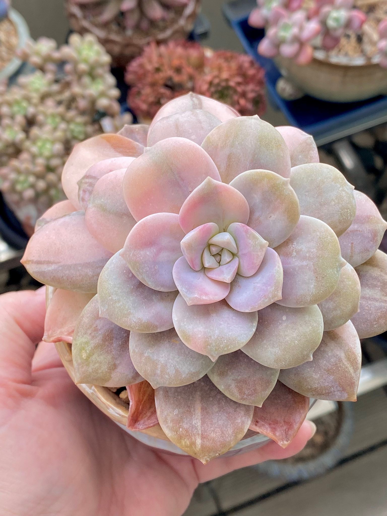 🆔 华丽风车锦Graptopetalum Superbum variegated (batch 56) Such
