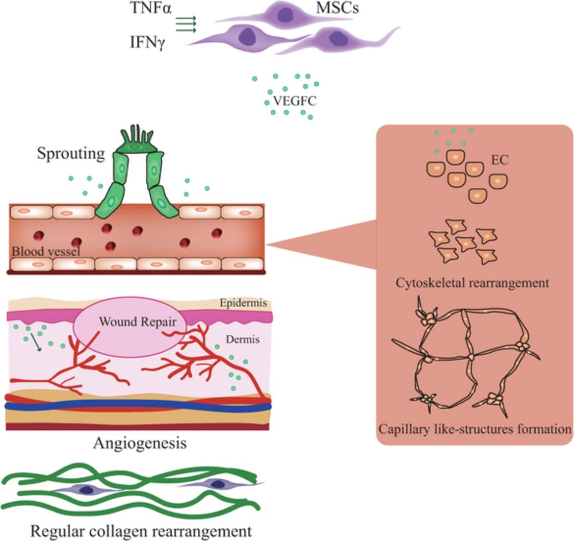 The team found that by attaching a protein called vascular