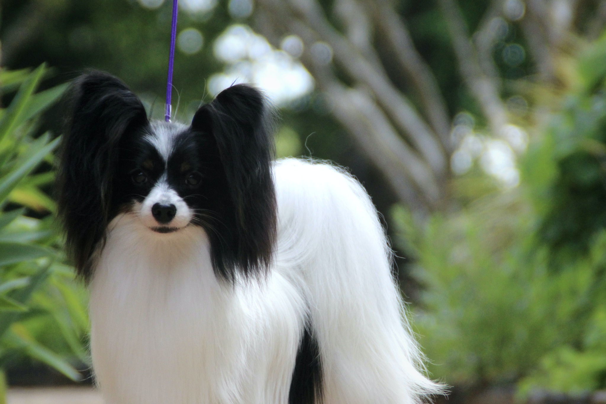 Kate Sharples Canine Multimedia - Papillon (Dog) Club of NSW inc ...