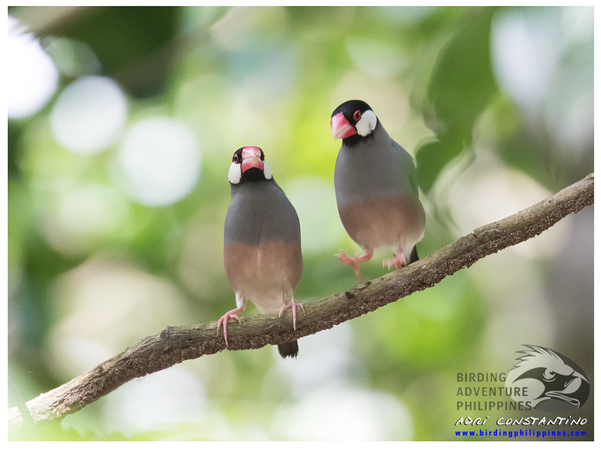 Birding Philippines - Another Monday again and let us jumpstart your ...