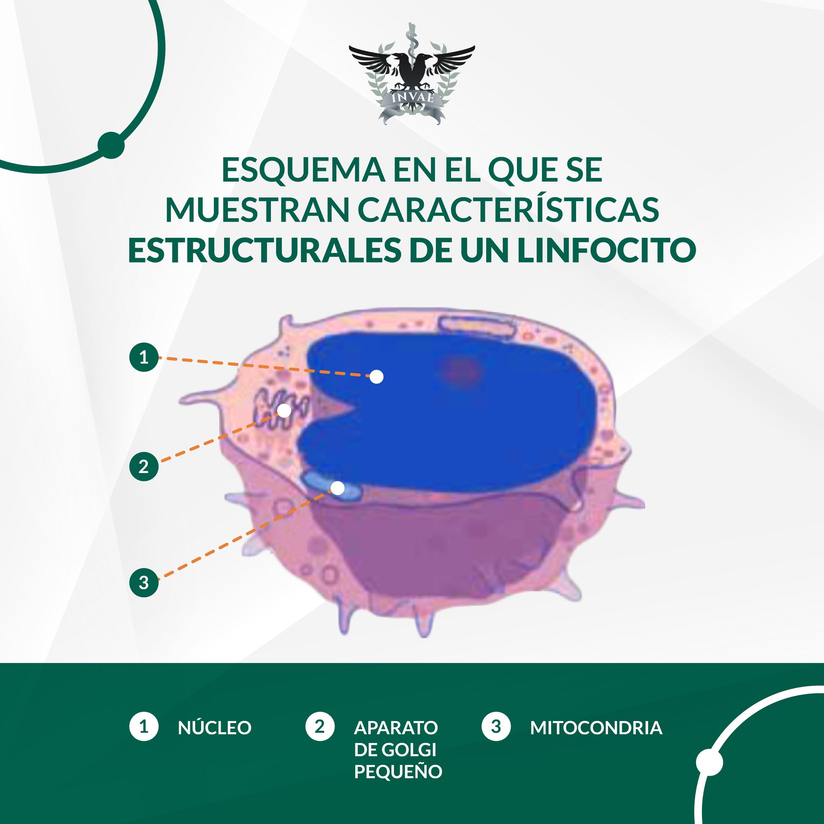 INVAE - Los linfocitos son los leucocitos mas numerosos en la ...