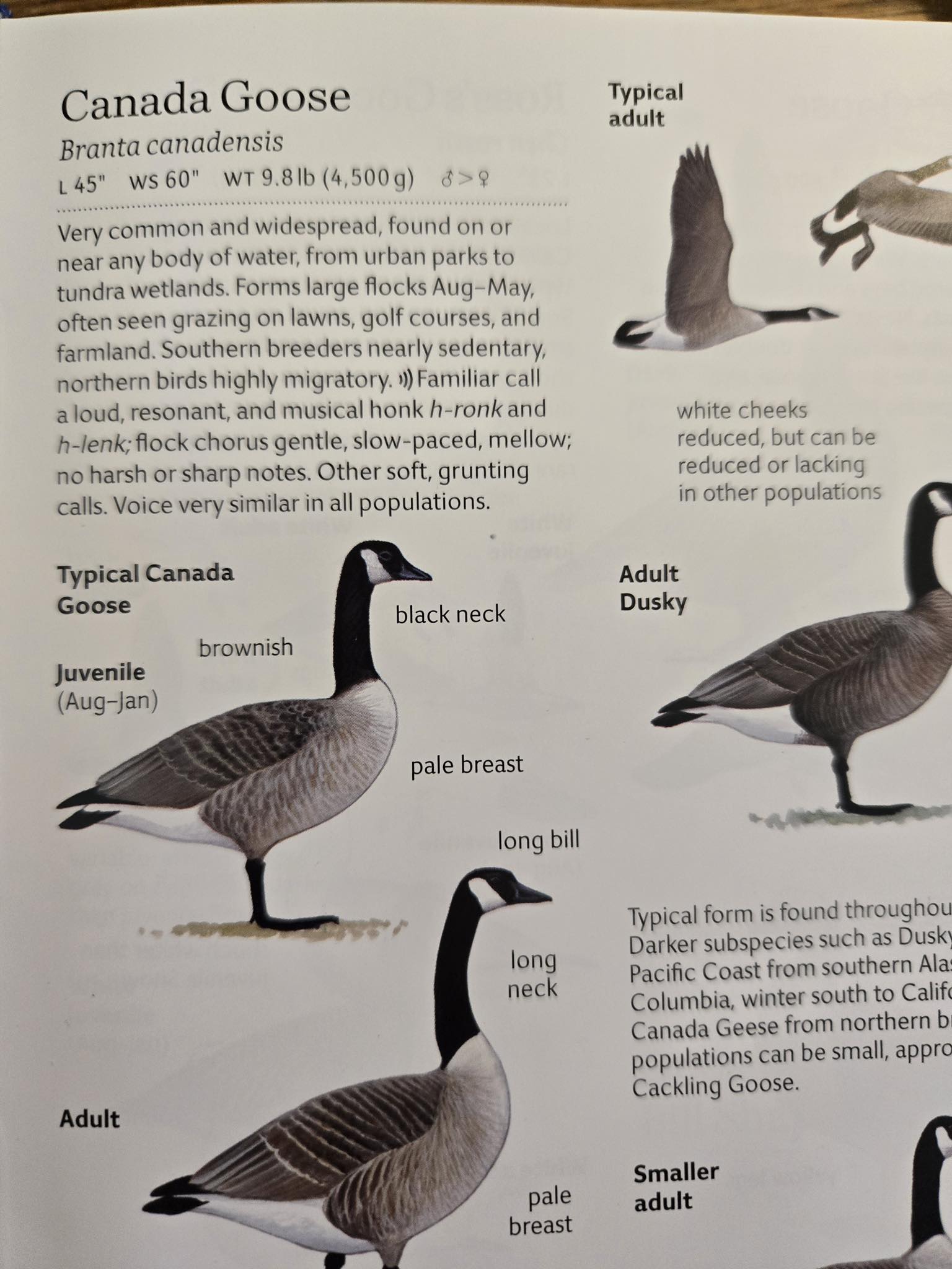 What are Canada geese?