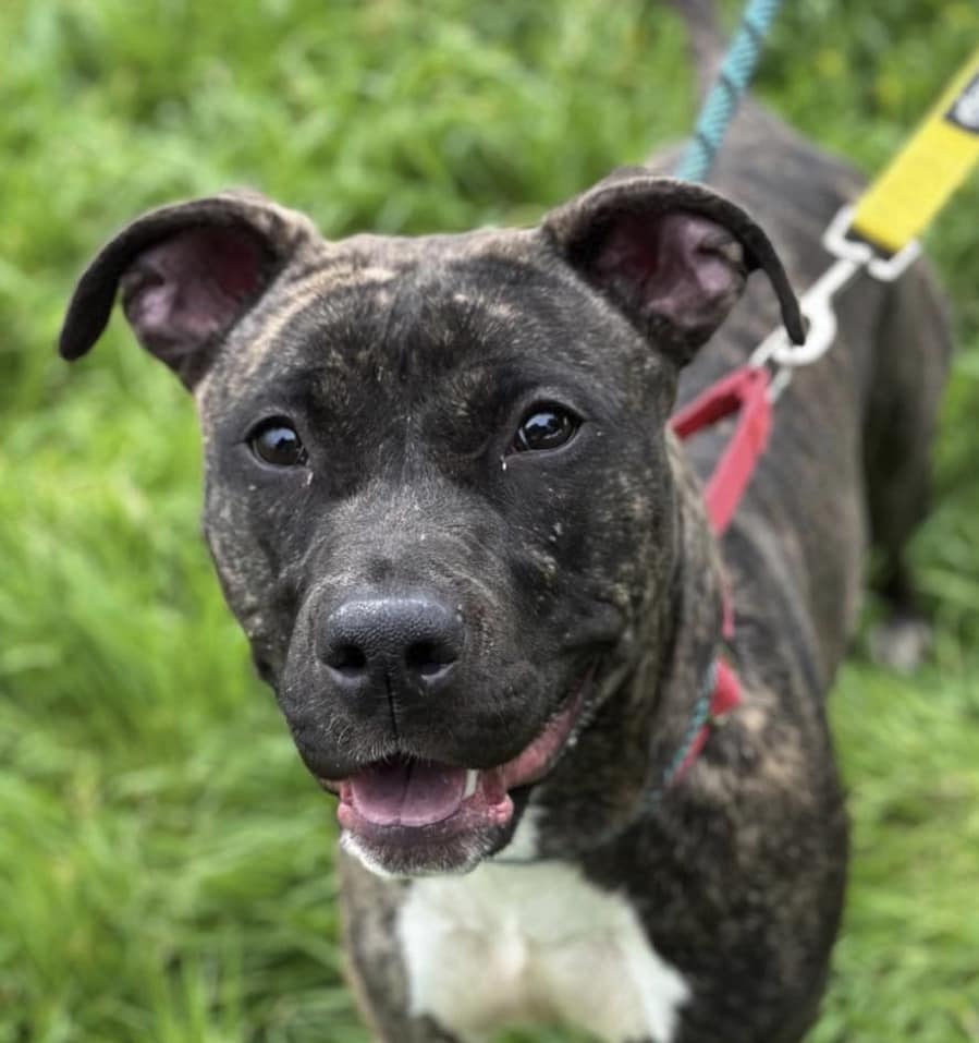 Olive is a shy girl who came to the shelter as a stray. She has
