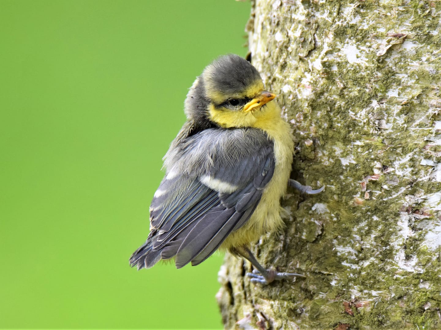 This cute little blue... - Doran Stacey Nature Photography