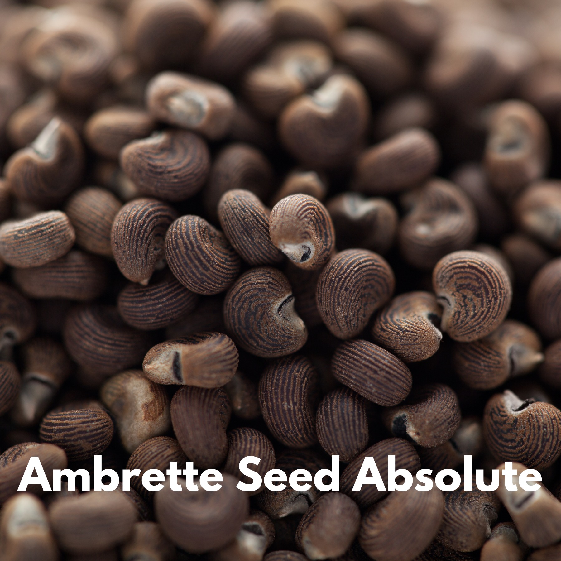 Raphael - Ambrette Seed Absolute ให้ปลายสัมผัสคล้ายถั่ว(Nutty) และแป้ง ...