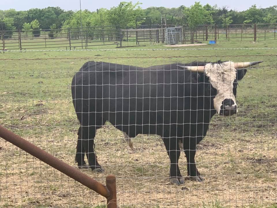 Cross Timbers Ranch