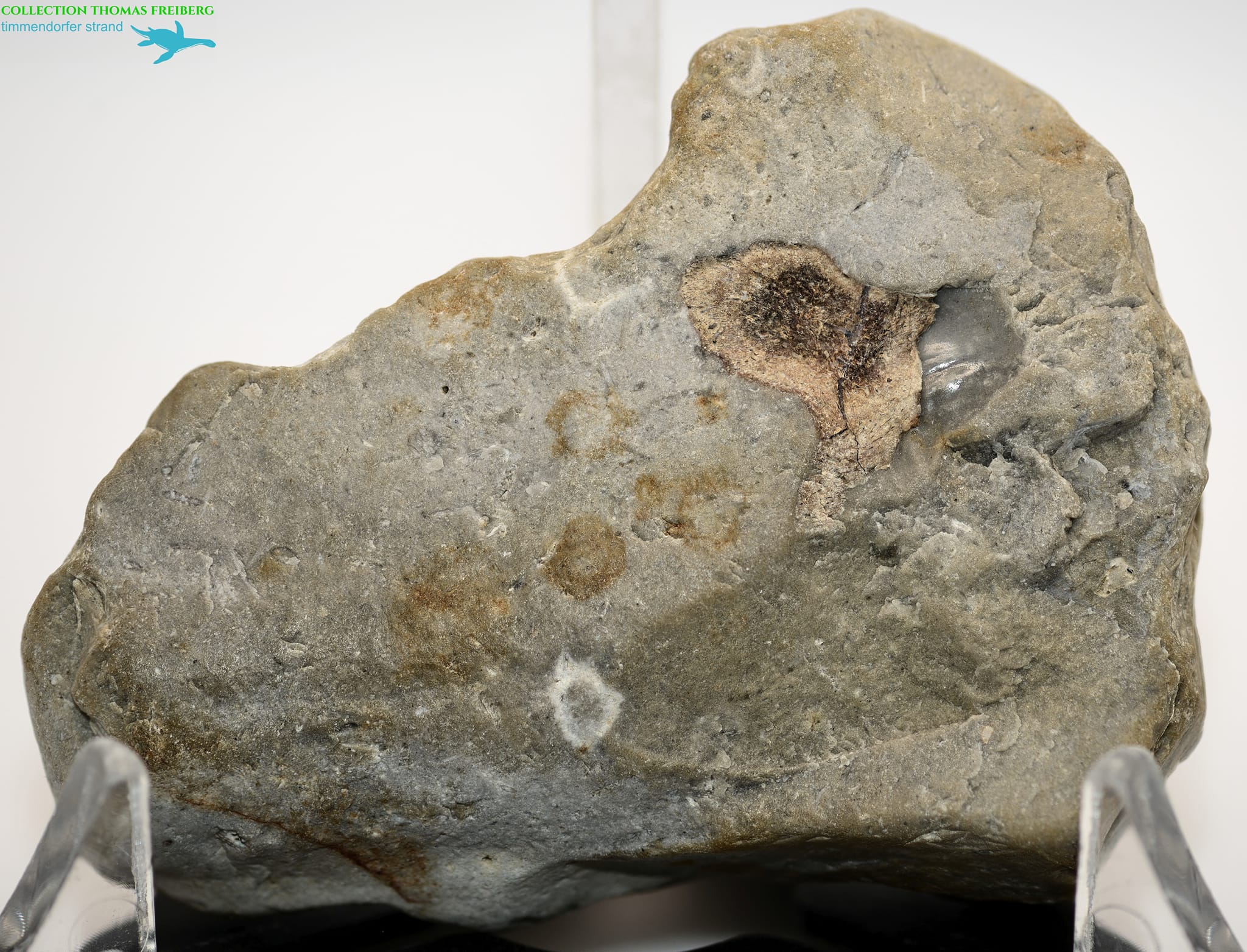 Geschiebeforschung - Fossilien von HAIZÄHNEN in Feuerstein gehören zu ...