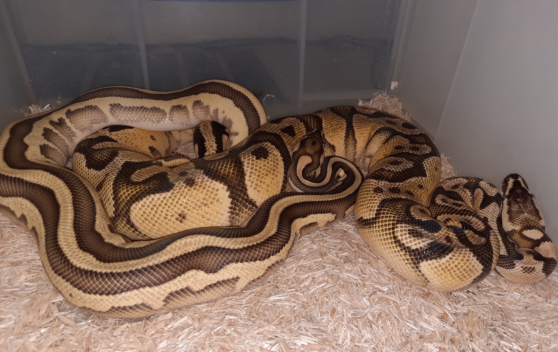 Pinewood Royal Pythons