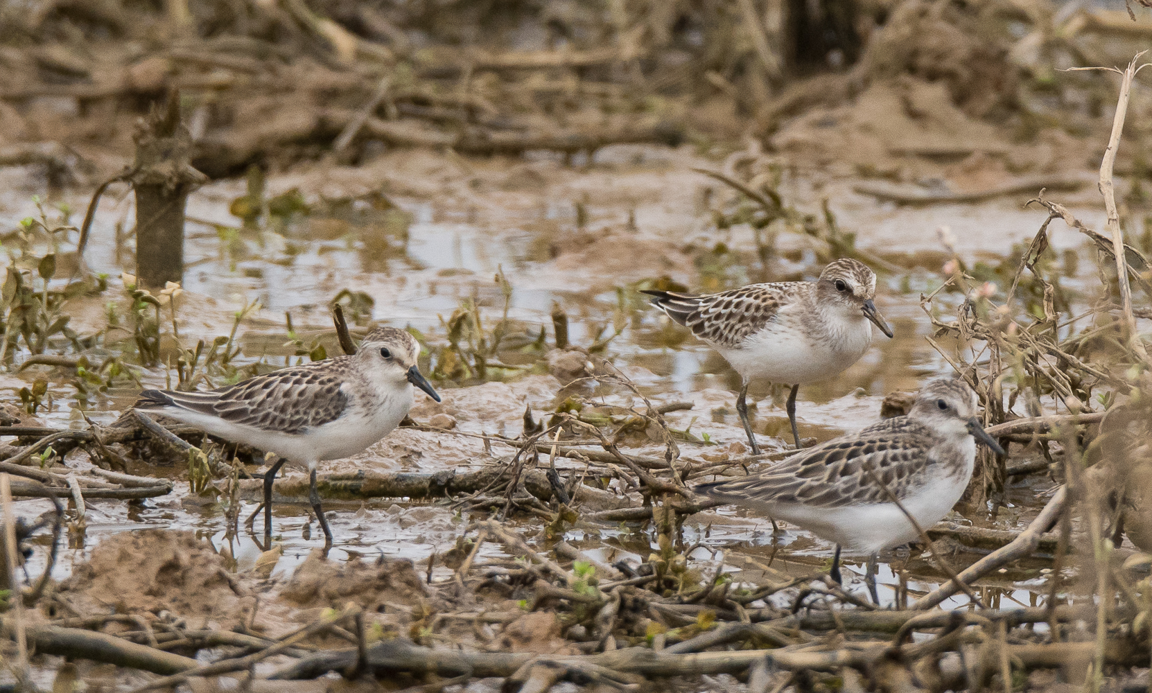 All Things Birding at Pool Wildlife Sanctuary