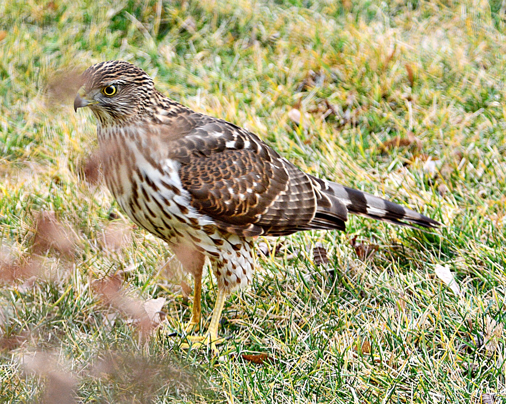 Pacific Northwest Birding | This Cooper's Hawk has decided to visit my ...