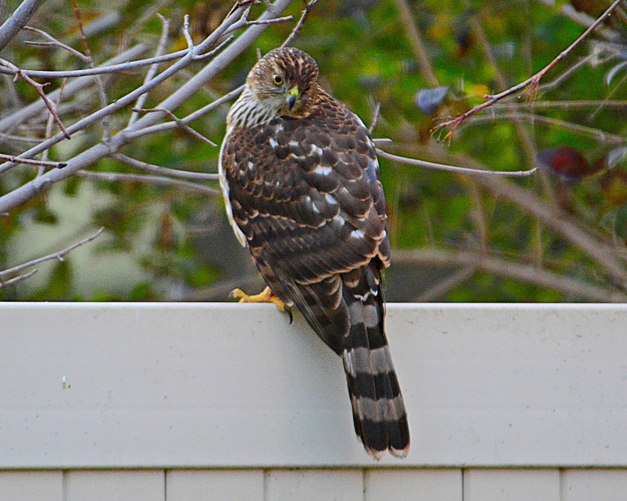 Pacific Northwest Birding | This Cooper's Hawk has decided to visit my ...