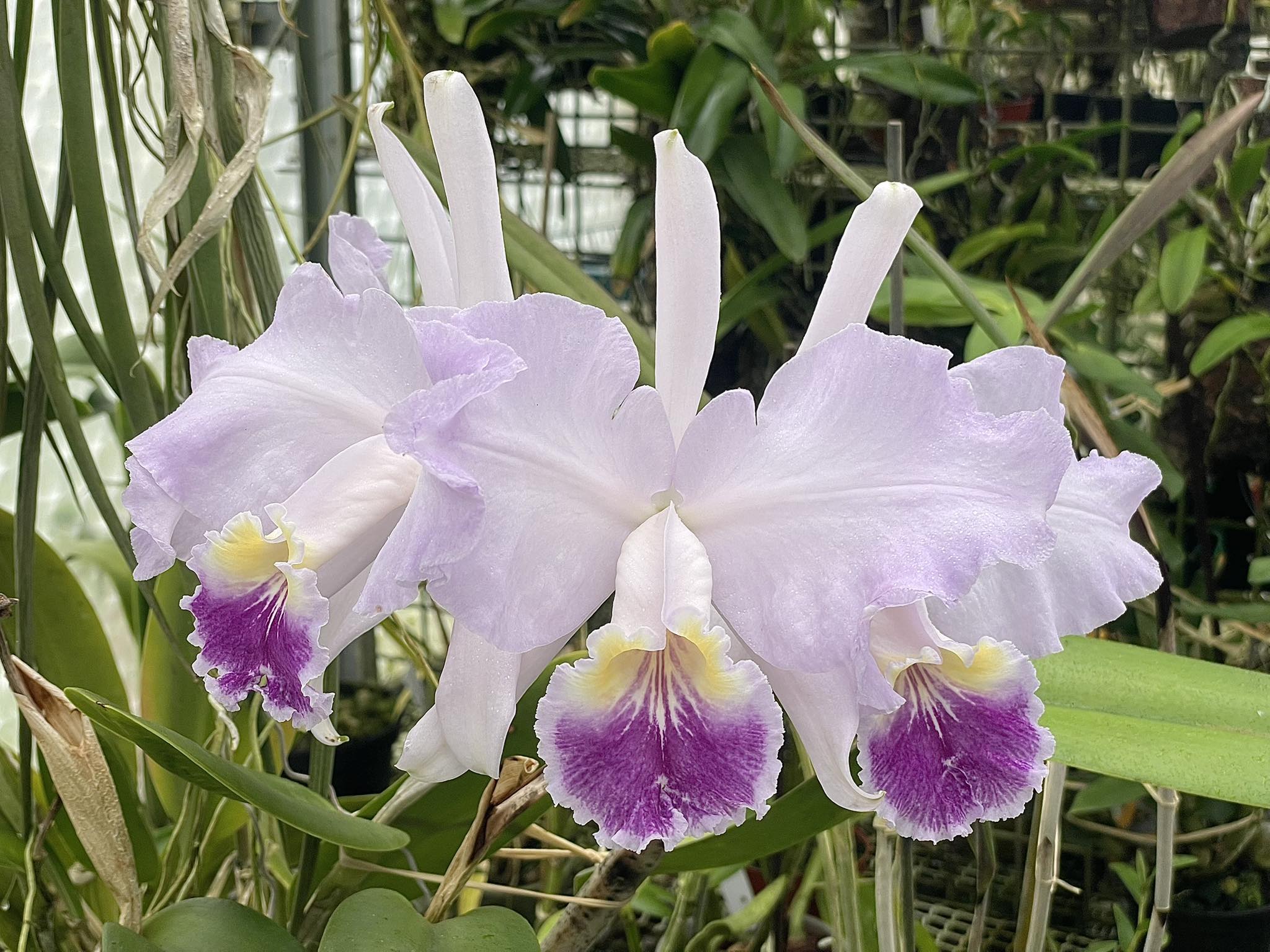 Cattleya lueddemanniana coerulea