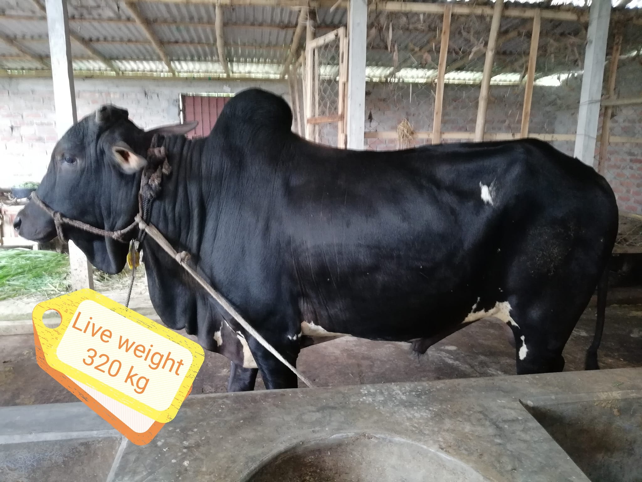 ABRAR AGRO | Puran Bogra