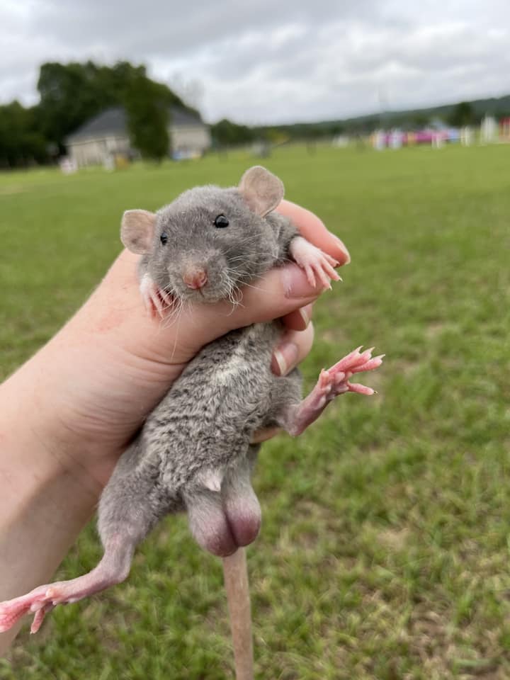 Sandy Ridge Rattery | Aiken SC