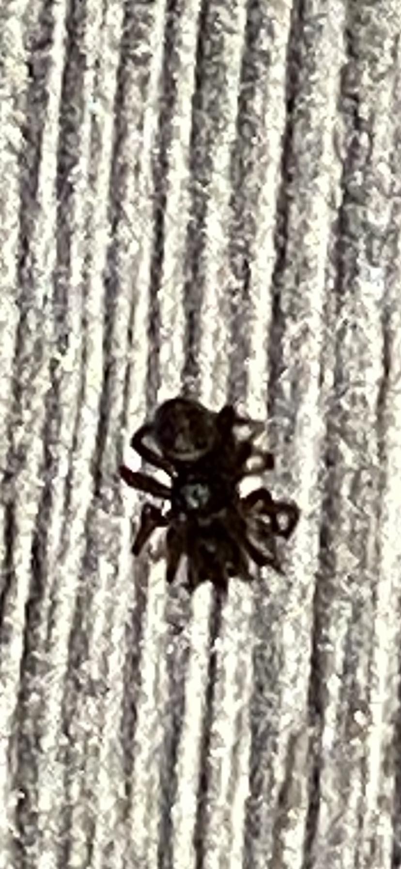 Kindly assist with ID on this very speedy spider