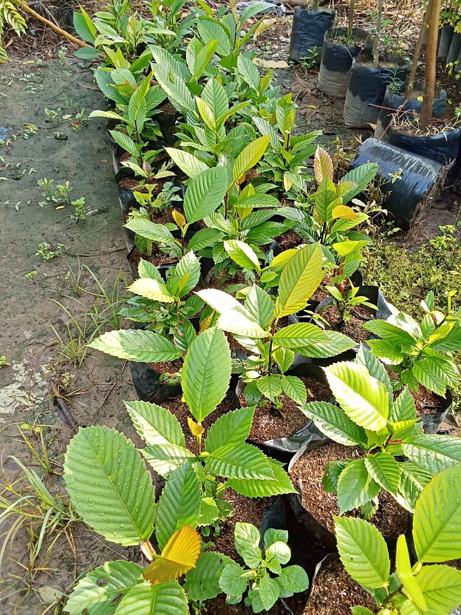 Katmon Tree Seedlings Philippines Native Tree (Dellinia Philippinensis ...