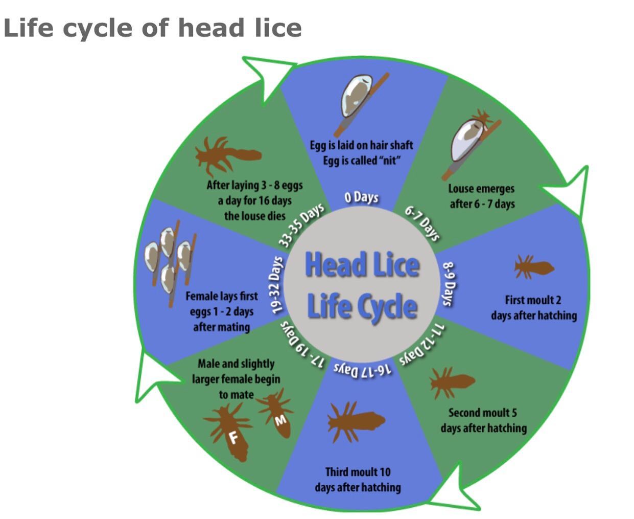 Soothing Scalps - The life cycle of head lice