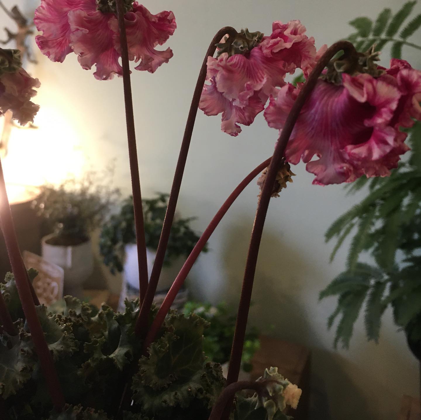 花と暮らす店 木花 Mocca - 仕事中はなかなか写真がアップできないので、今頃投稿。...