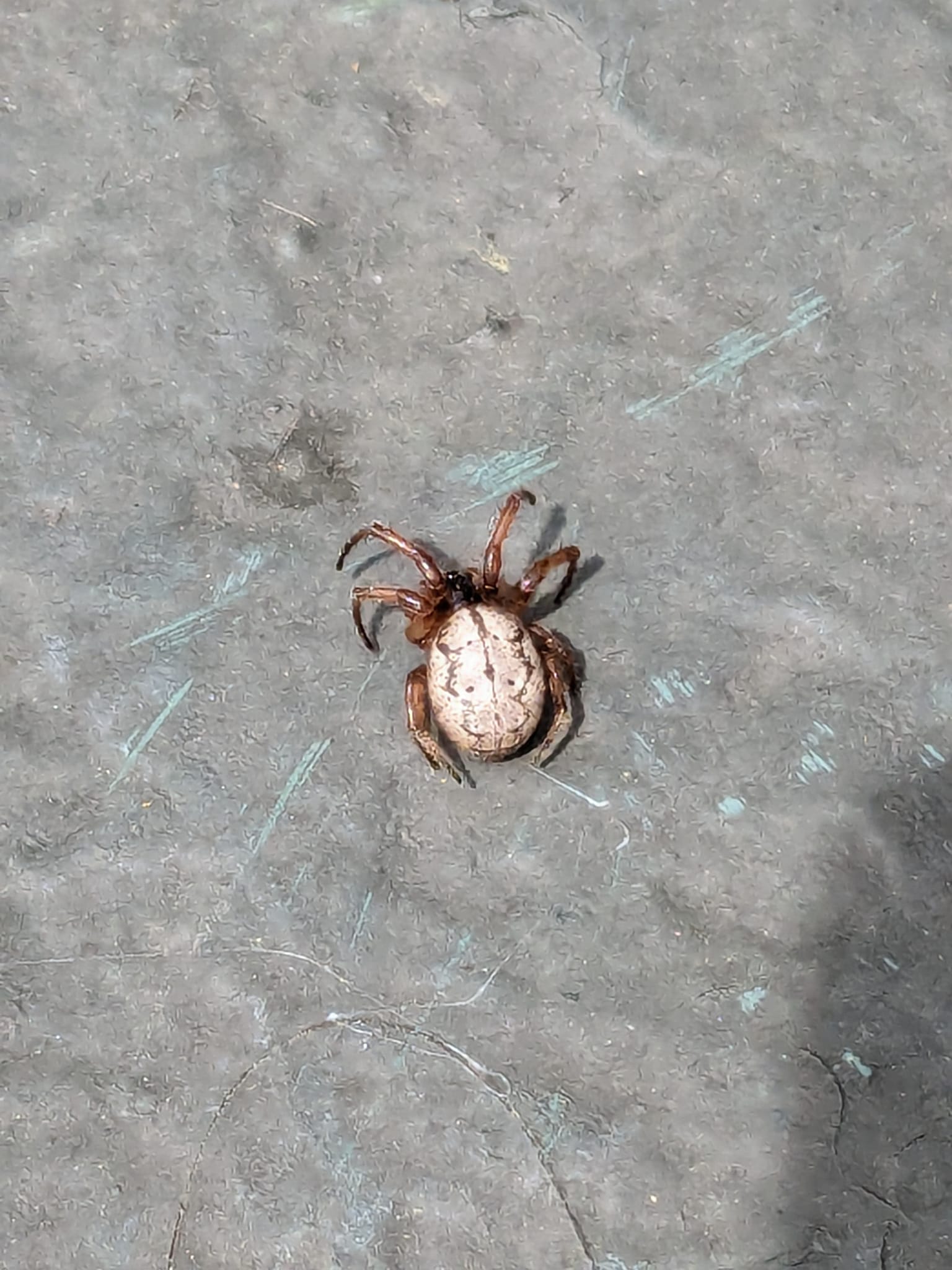Coexisting with a furrow orb weaver spider named Wednesday