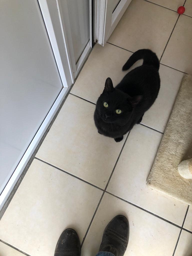 RSPCA - Balham & Tooting Branch