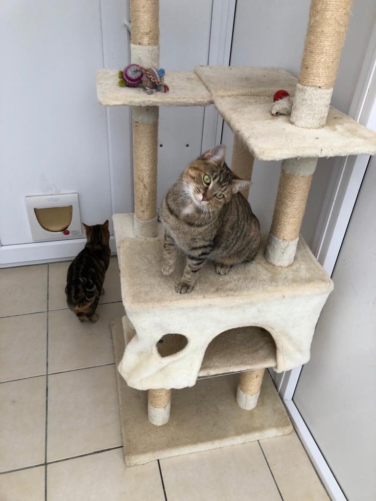 RSPCA - Balham & Tooting Branch