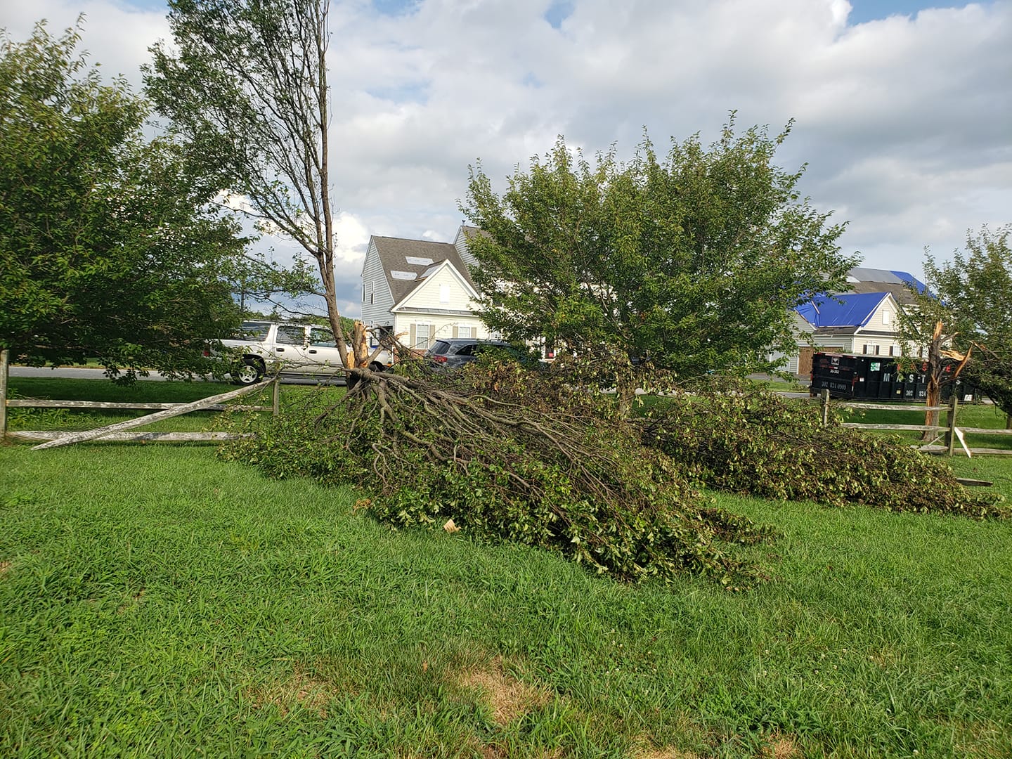 Magic stump grinder and tree service | Newark DE