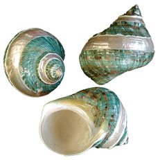 Sea Shell Massage | Manheim PA