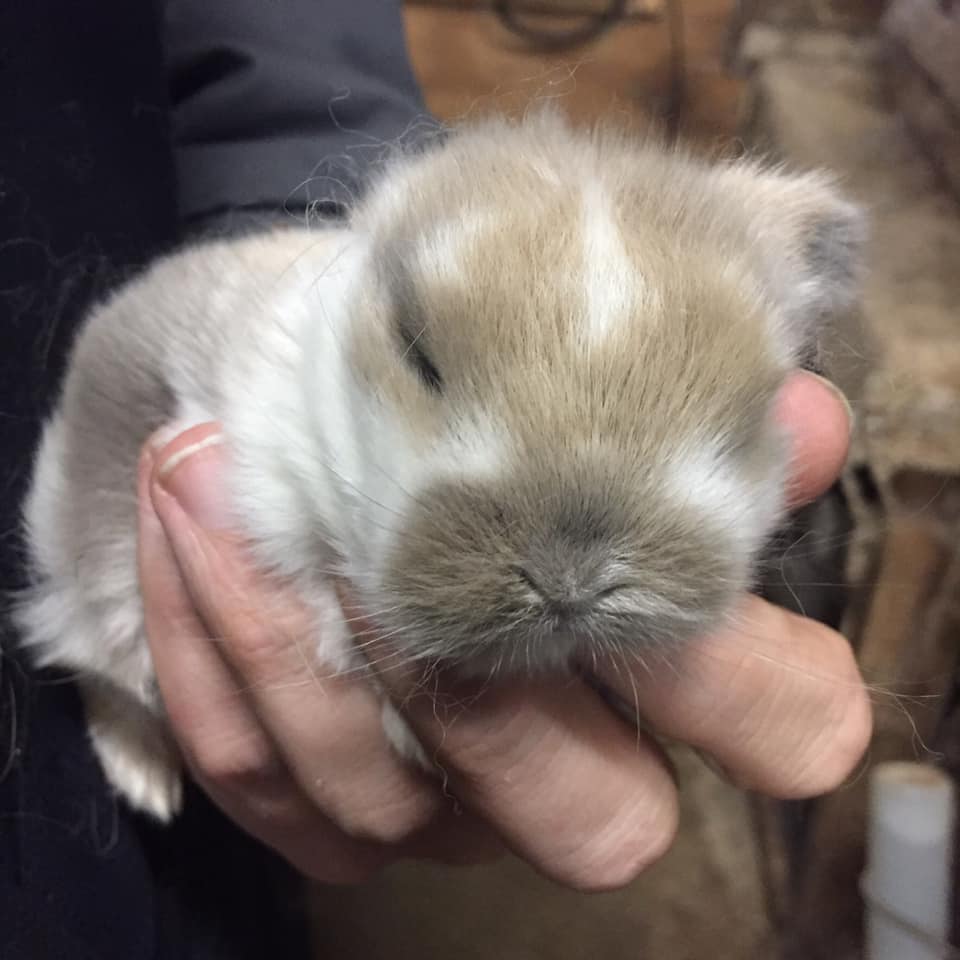 Keppy's Rabbits | Albion PA