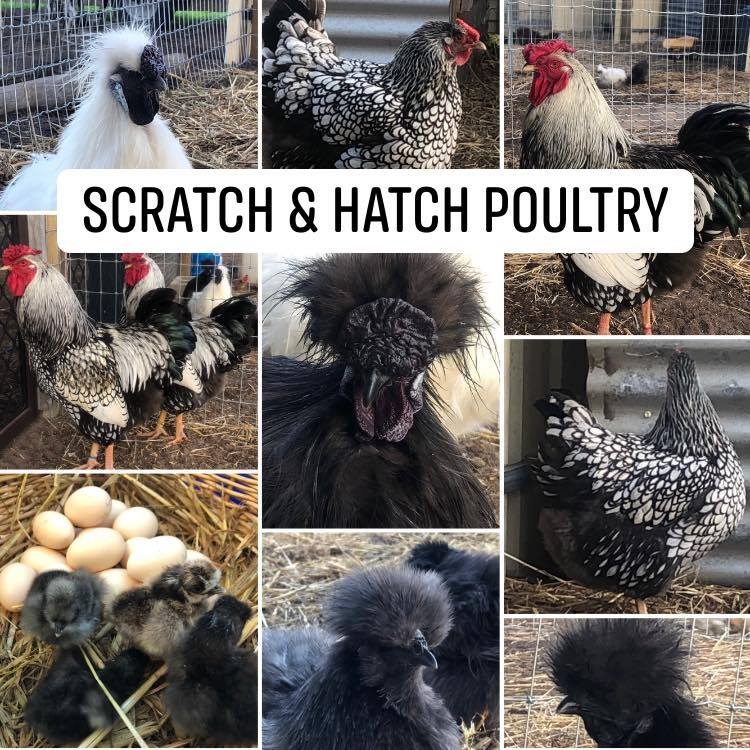 Scratch & Hatch Poultry | Milang SA