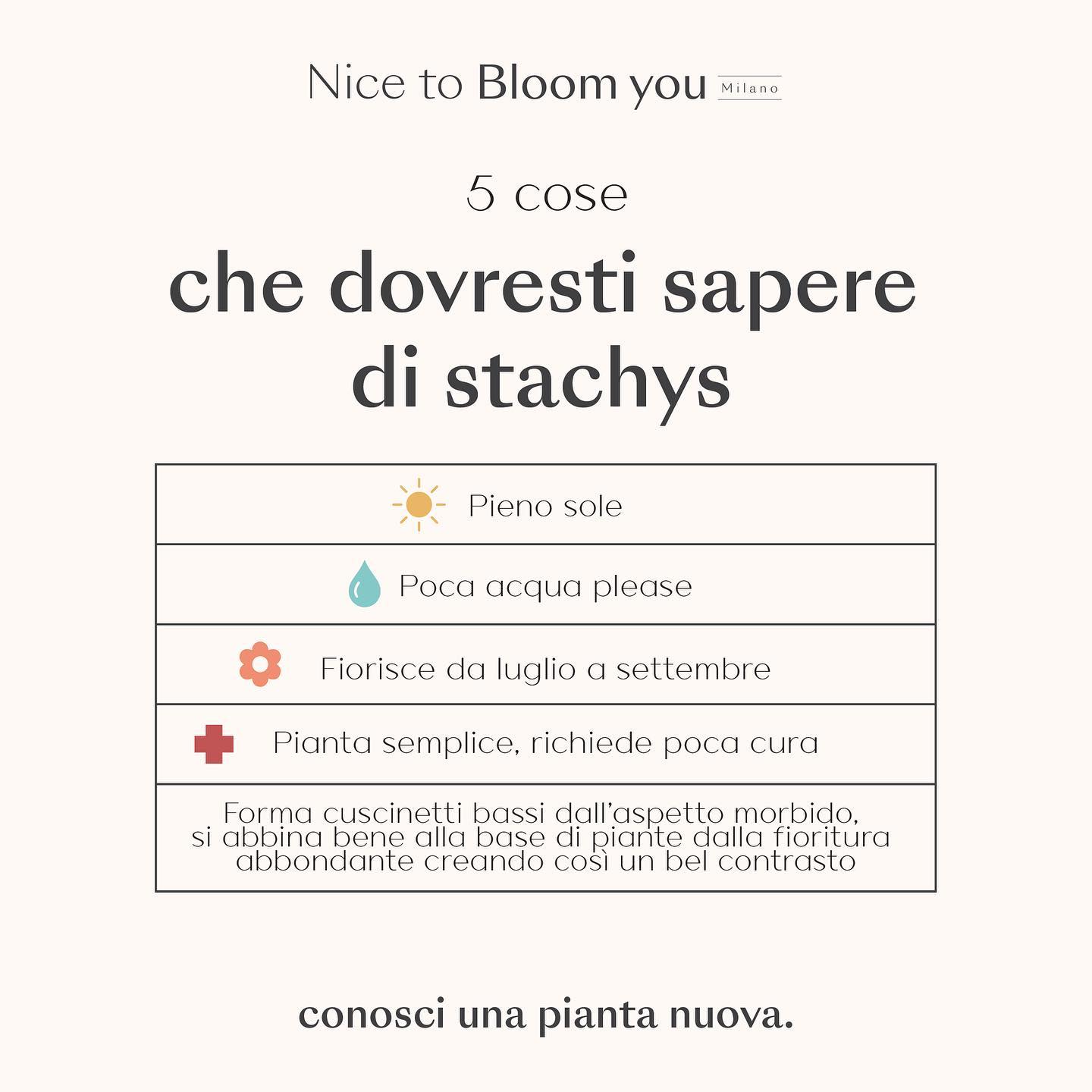Nice to Bloom You