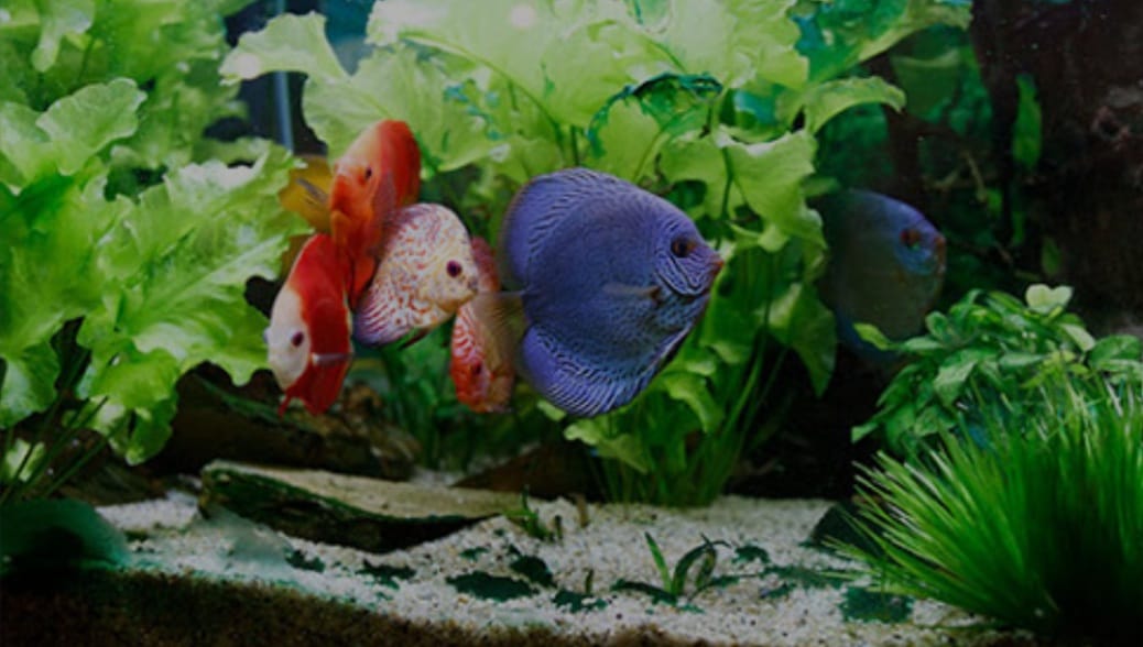 Acquario che passione
