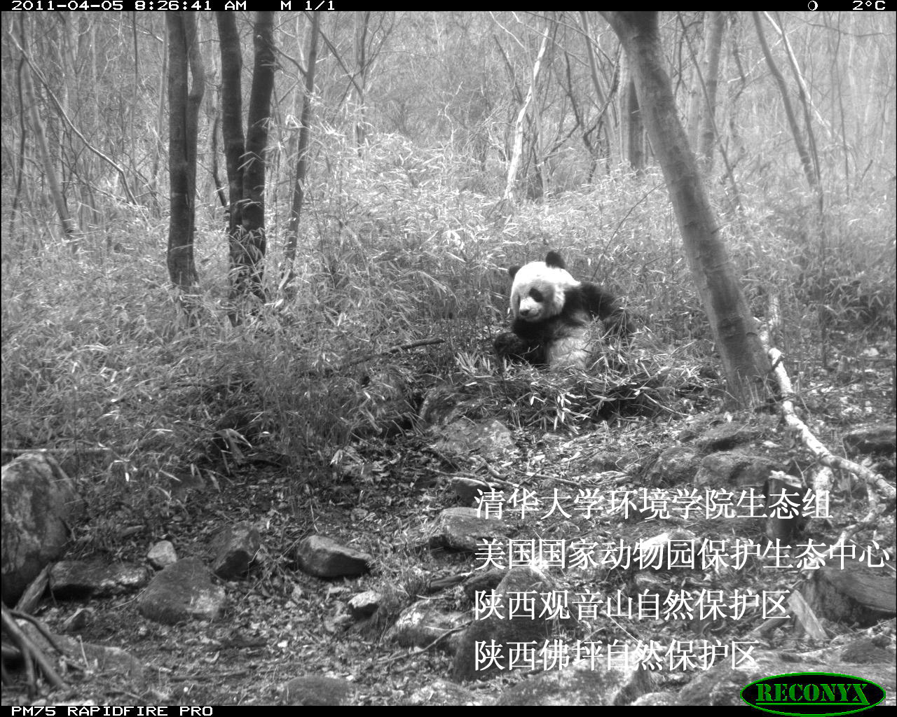 More than 4000 species share the giant panda’s mountainous bamboo ...