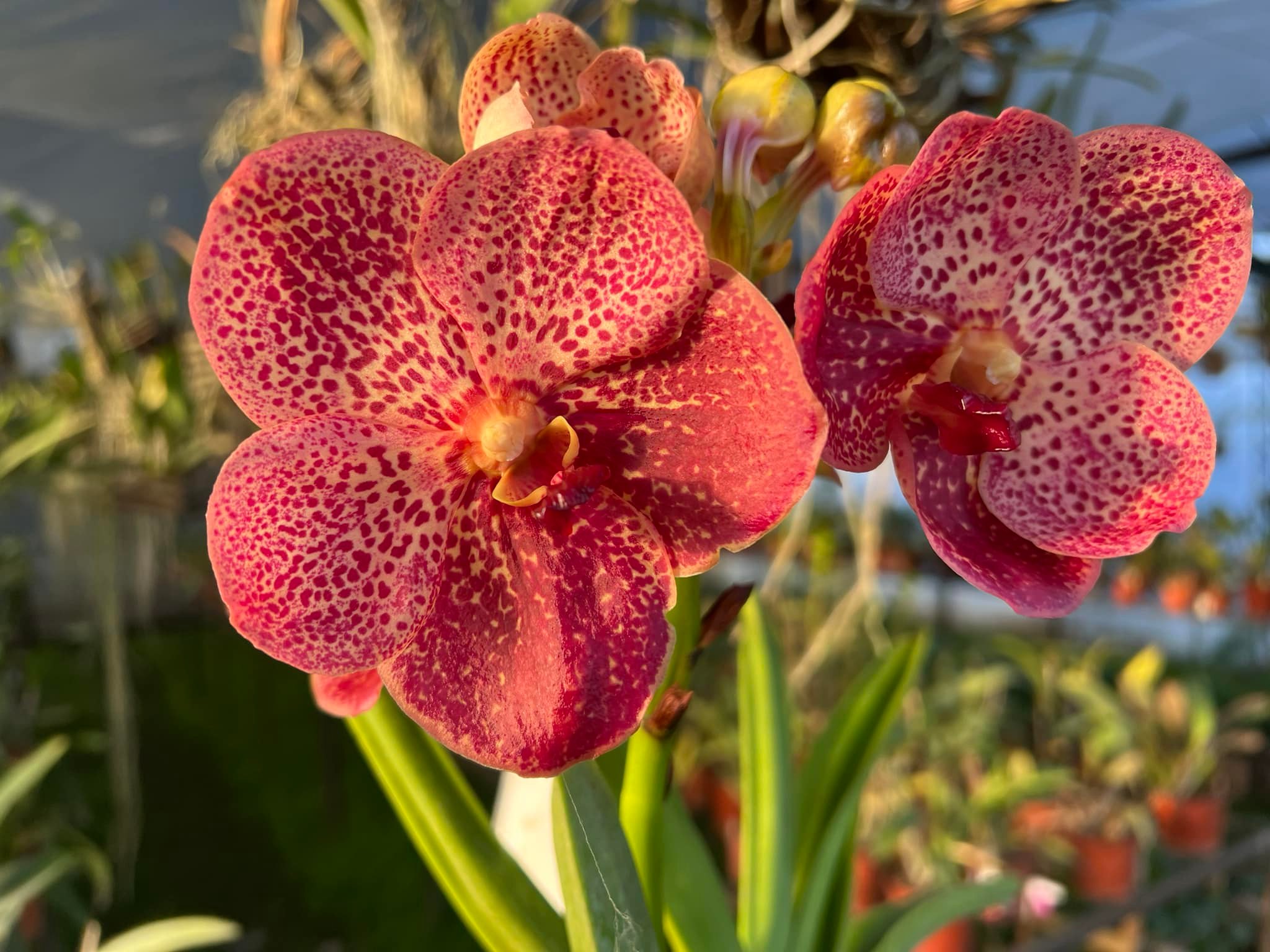 Edouard Rambaud エデュアールランボー　ゴールドハート　バングル Vanda Kultana Gold x Vanda Charles. Goodfellow