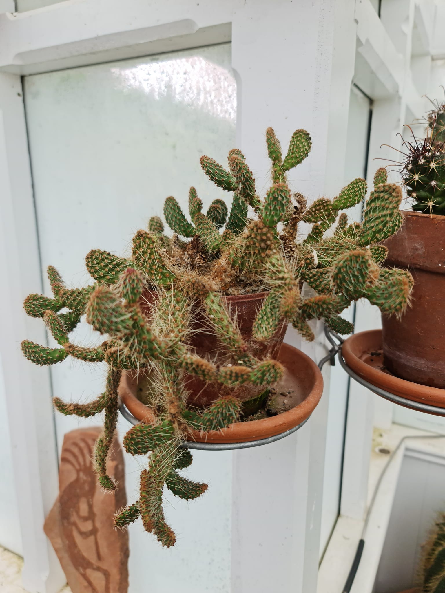 Tillandsia chapeuensis var turriformis - ultimate evolution of the