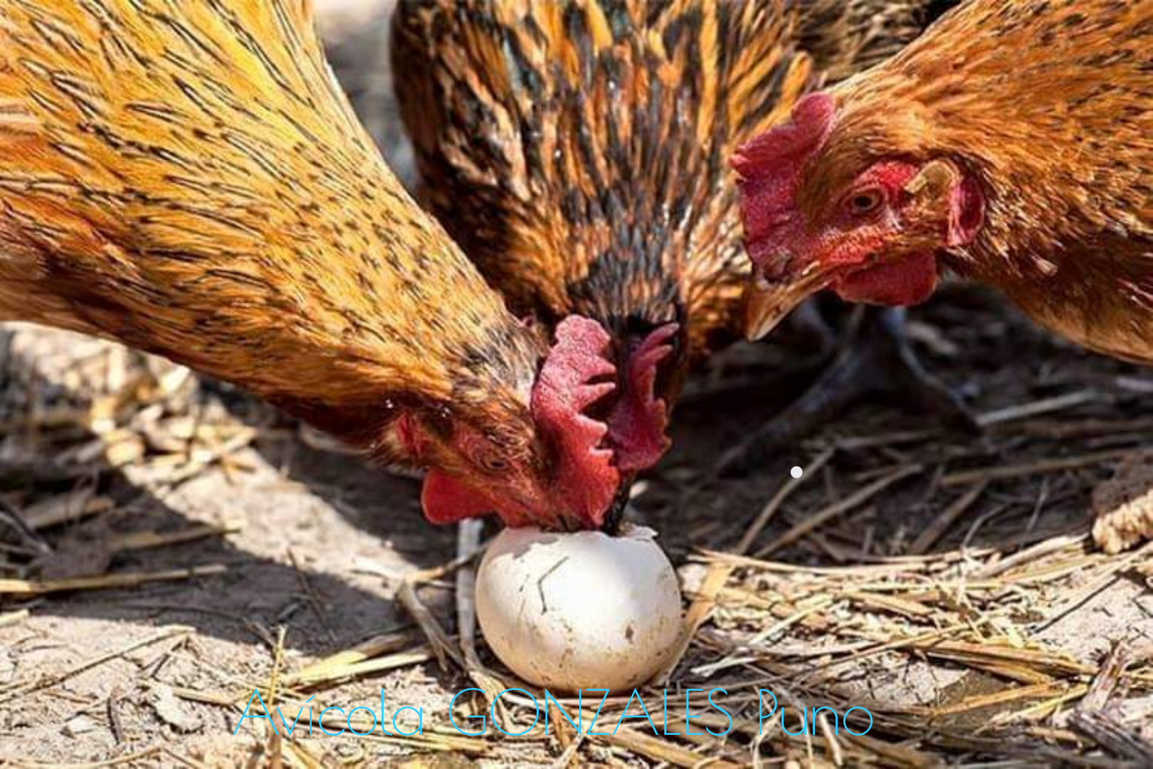 Gallina comiendo huevos en el nido