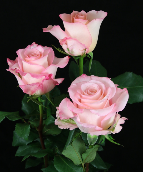 Rhoslyn 750 บาทมี 1 550 บาท มี 1... - CC Rose Shop Sri-Racha | Facebook