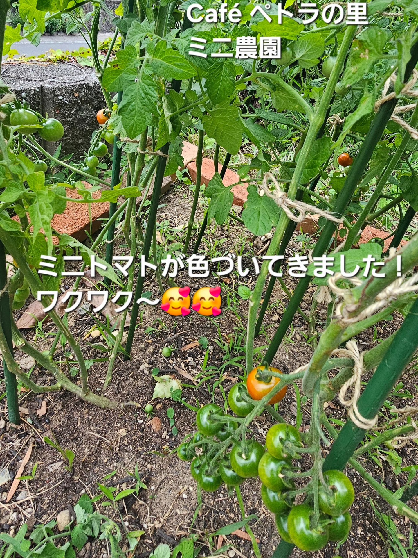 最近、毎朝夕の楽しみが有ります。🥰 猫の額よりは広いけど🤣空き